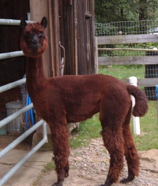 Alpaca For Sale - Jetson's Breena at Bully Hollow Alpacas